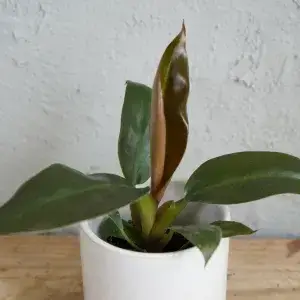Philodendron Imperial Red baby