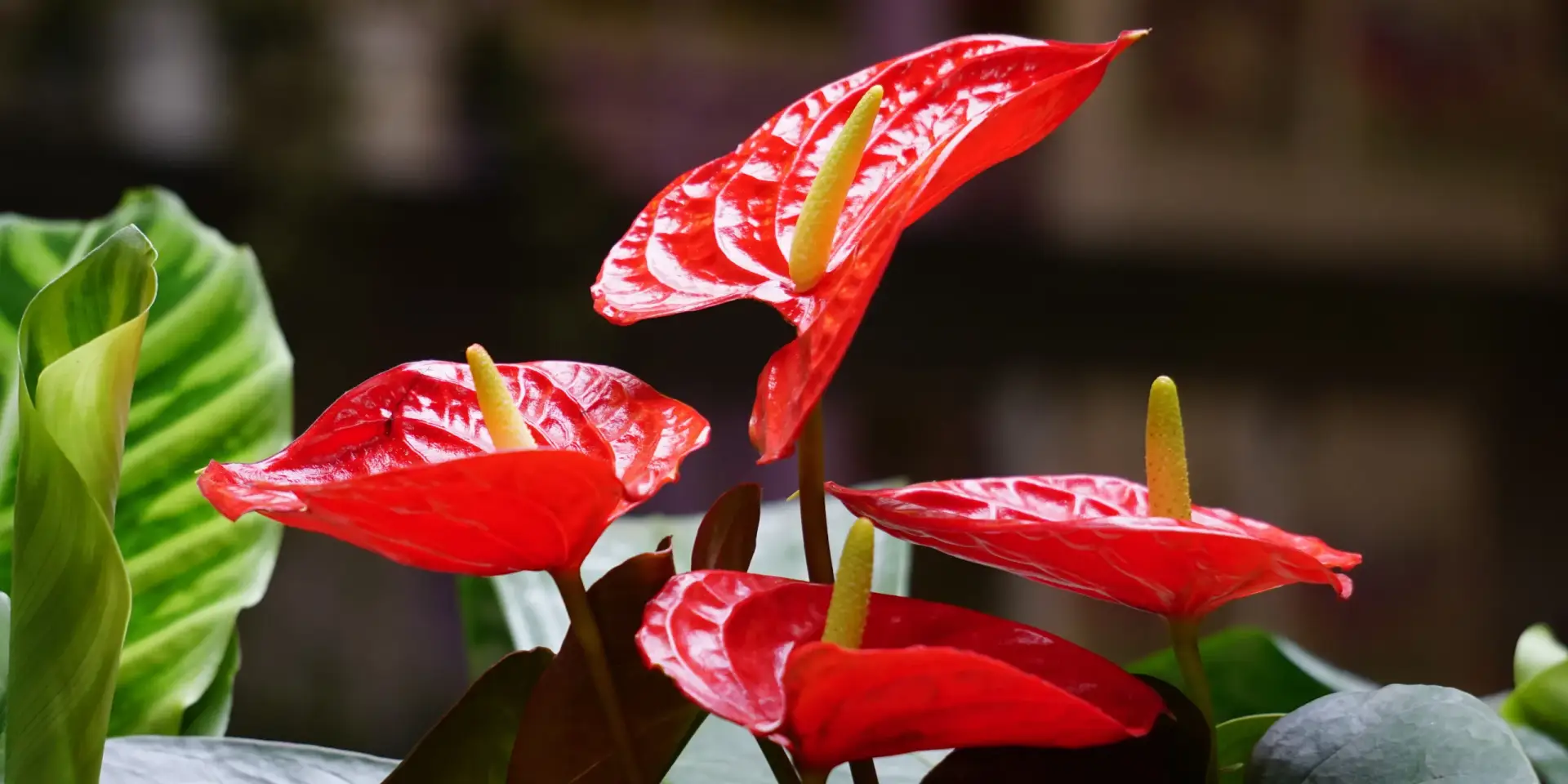anthurium-rostlinkovo