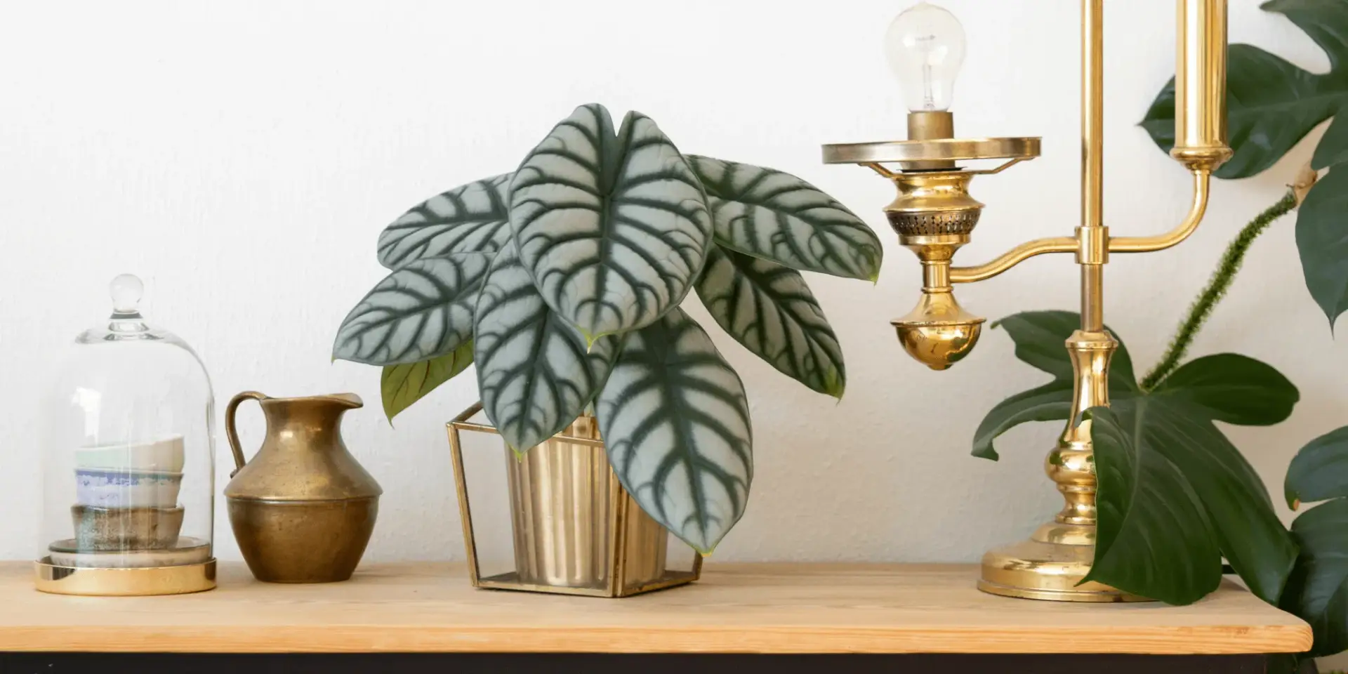 alocasia-silver-dragon-pokojove-rostliny-rostlinkovo