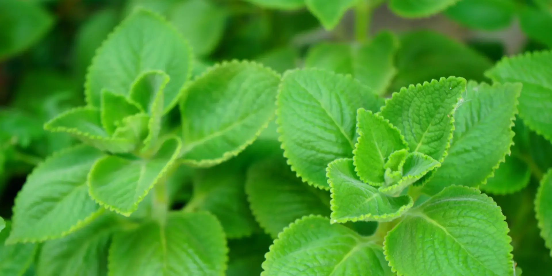 rymovnik-leciva-rostlina-rostlinkovo