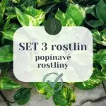 set-3-rostlin-popinave-rostliny-rostlinkovo