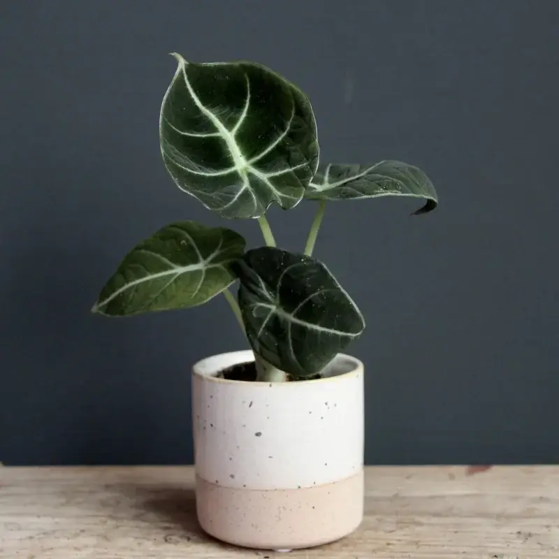 alocasia-black-velvet-rostlinkovo