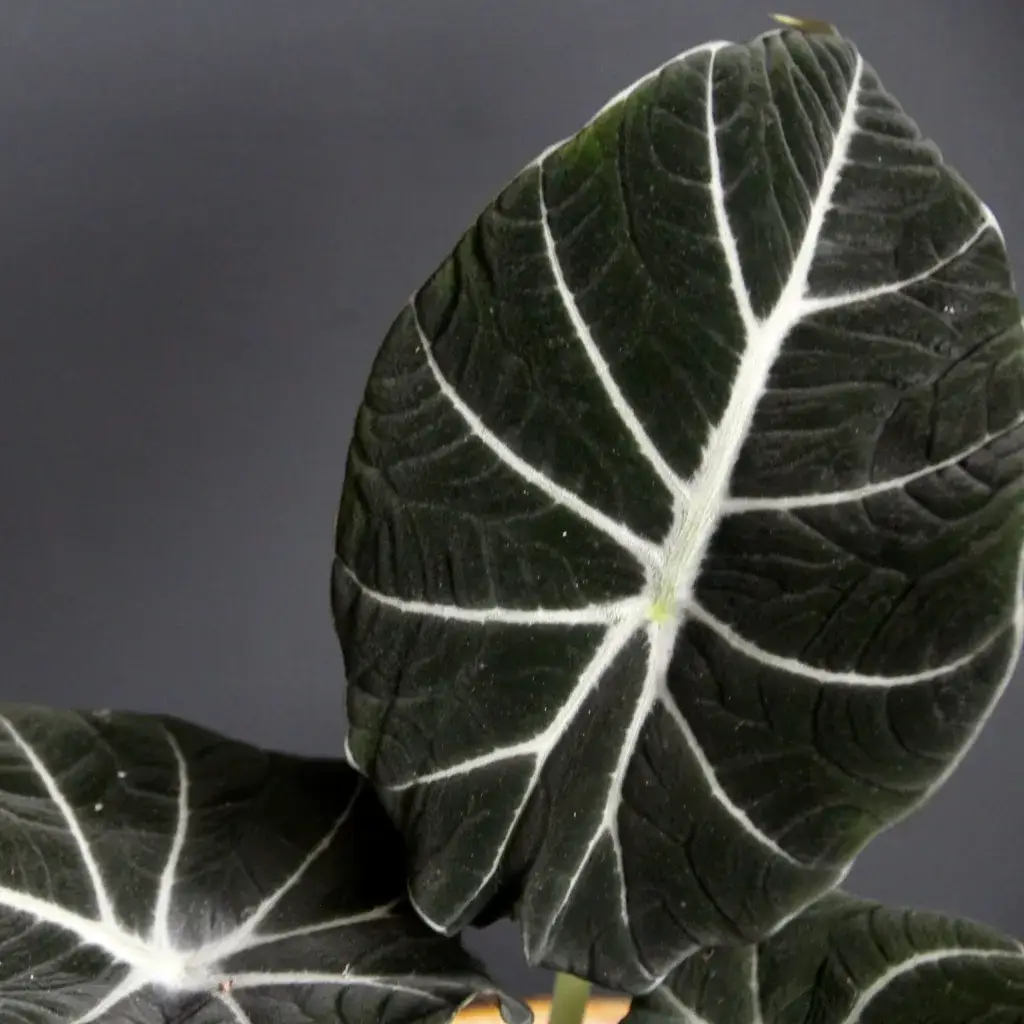 alocasia-black-velvet-rostlinkovo