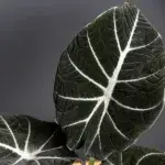 alocasia-black-velvet-rostlinkovo