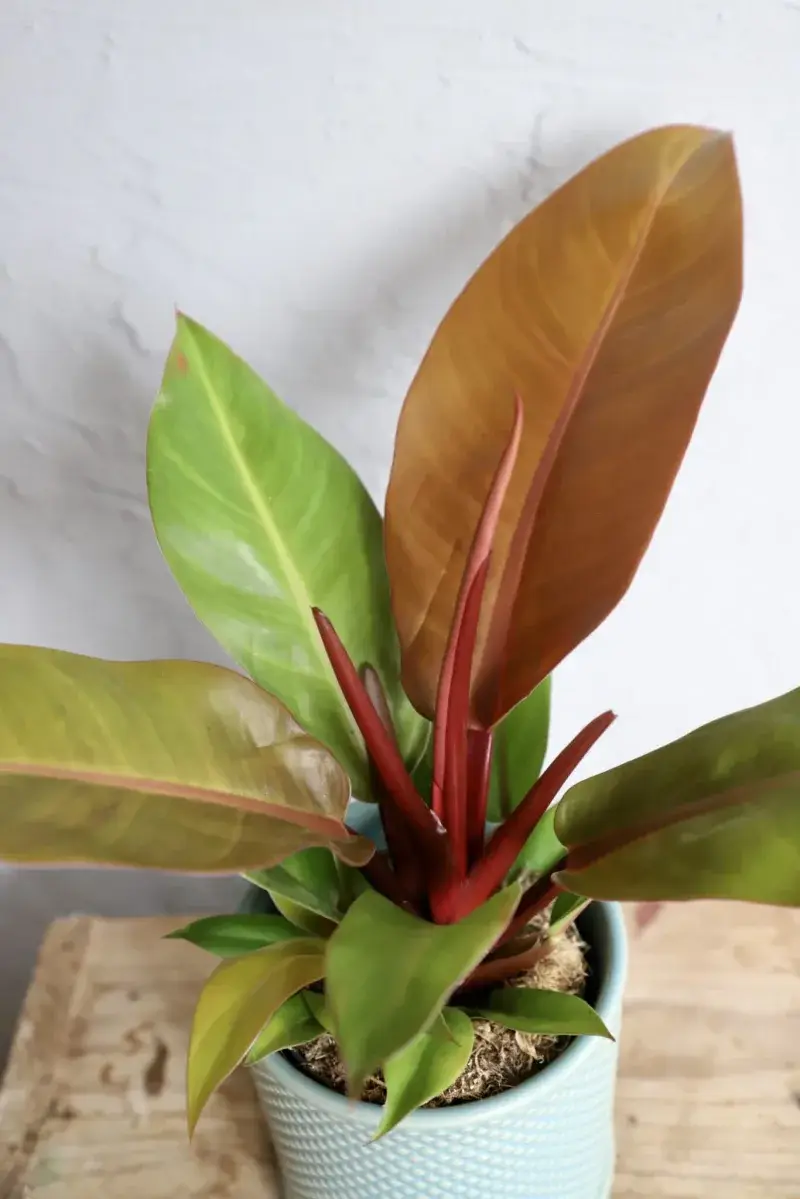 philodendron-prince-of-orange-rostlinkovo