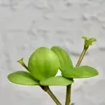 peperomia-tetraphylla-hope-rostlinkovo