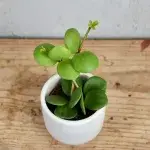 peperomia-tetraphylla-hope-rostlinkovo