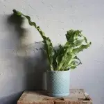 microsorum-musifolium-crocodyllus-rostlinkovo