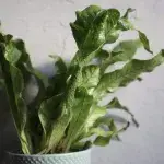 microsorum-musifolium-crocodyllus-rostlinkovo