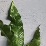 microsorum-musifolium-crocodyllus-rostlinkovo