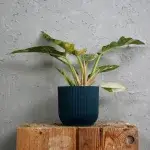 philodendron-ring-of-fire-rostlinkovo