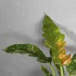 philodendron-ring-of-fire-rostlinkovo