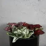 hypoestes-trio-rostlinkovo