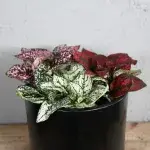 hypoestes-trio-rostlinkovo