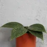 hoya-wibergiae-rostlinkovo