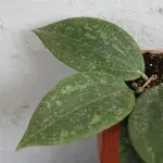 hoya-wibergiae-rostlinkovo