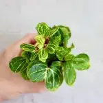 iresine-herbstii-rostlinkovo