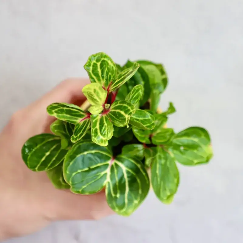 iresine-herbstii-rostlinkovo