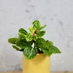 iresine-herbstii-rostlinkovo