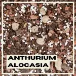 anthurium-alocasia-substrat-rostlinkovo