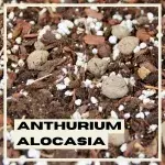 anthurium-alocasia-substrat-rostlinkovo