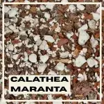 calathea-maranta-substrat-rostlinkovo