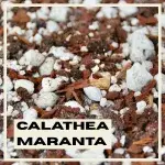 calathea-maranta-substrat-rostlinkovo
