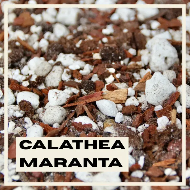calathea-maranta-substrat-rostlinkovo