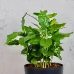 coffea-arabica-rostlinkovo