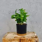 coffea-arabica-rostlinkovo