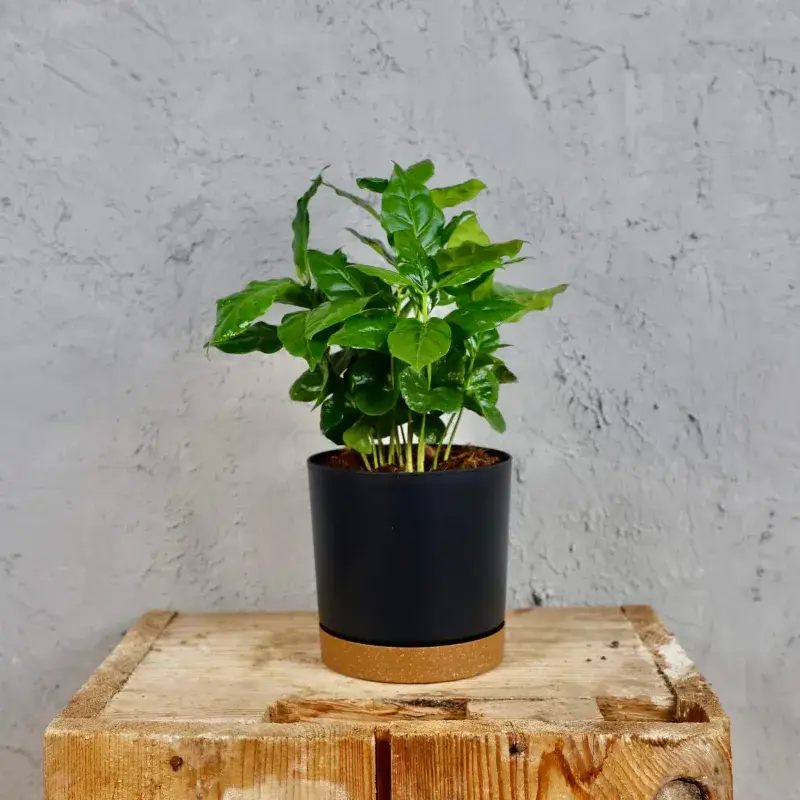 coffea-arabica-rostlinkovo
