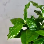 coffea-arabica-rostlinkovo