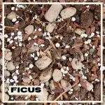 ficus-substrat-rostlinkovo