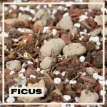 ficus-substrat-rostlinkovo