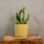 kalanchoe-ladyfinger-rostlinkovo