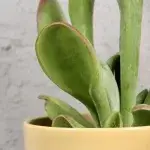 kalanchoe-ladyfinger-rostlinkovo