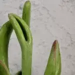 kalanchoe-ladyfinger-rostlinkovo