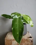 philodendron-jose-buono-rostlinkovo