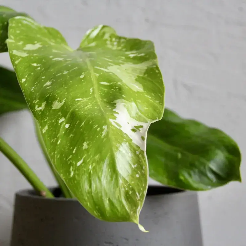 philodendron-jose-buono-rostlinkovo