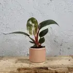 philodendron-pink-bikini-rostlinkovo