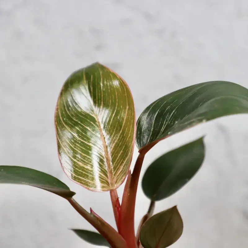 philodendron-pink-bikini-rostlinkovo