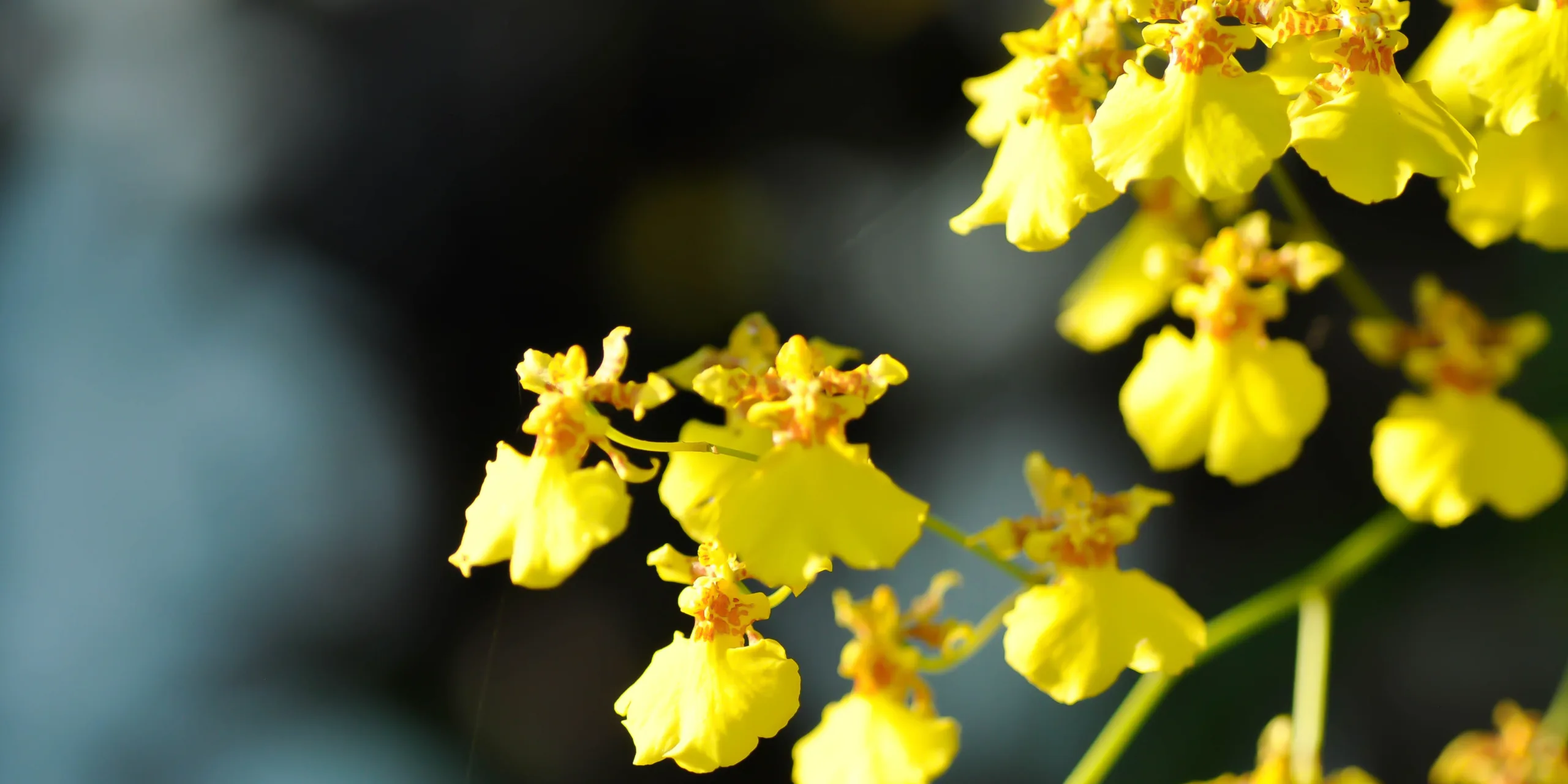 oncidium-rostlinkovo