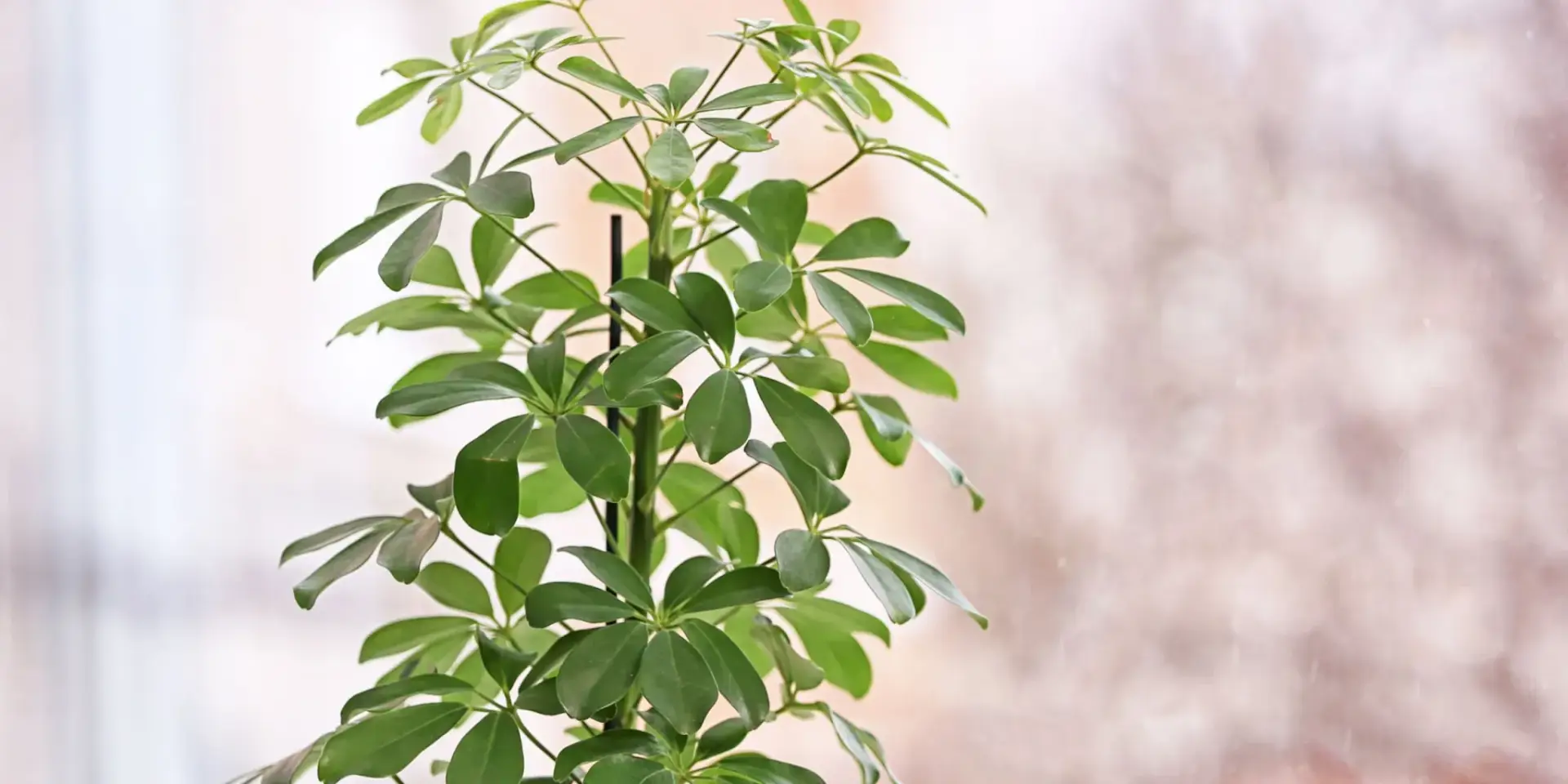 schefflera-pestitelsky-navod-rostlinkovo