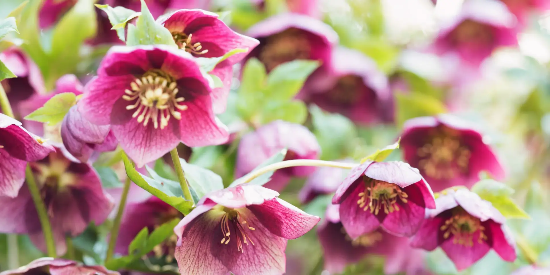 cemerice-rostlinkovo