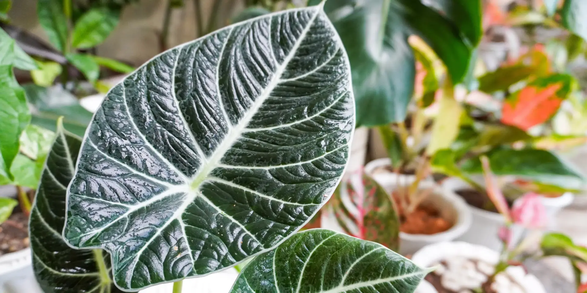 alokazie-rostlinkovo