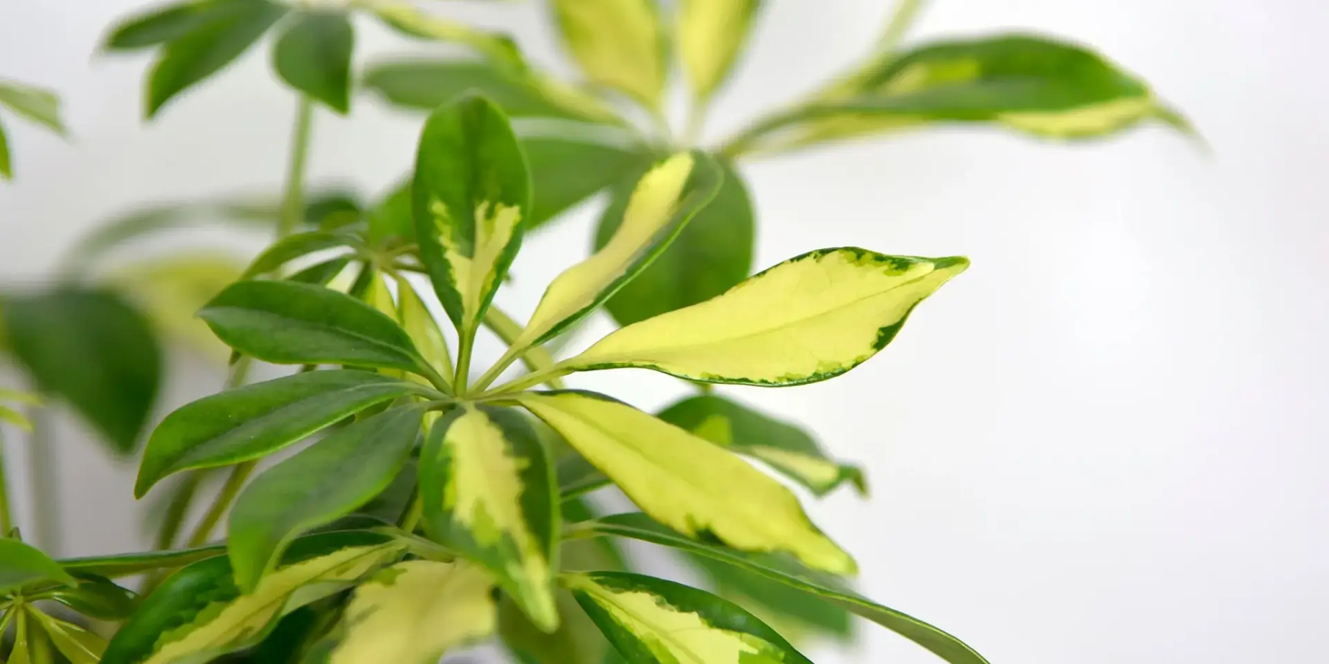 schefflera-pestitelsky-navod-rostlinkovo