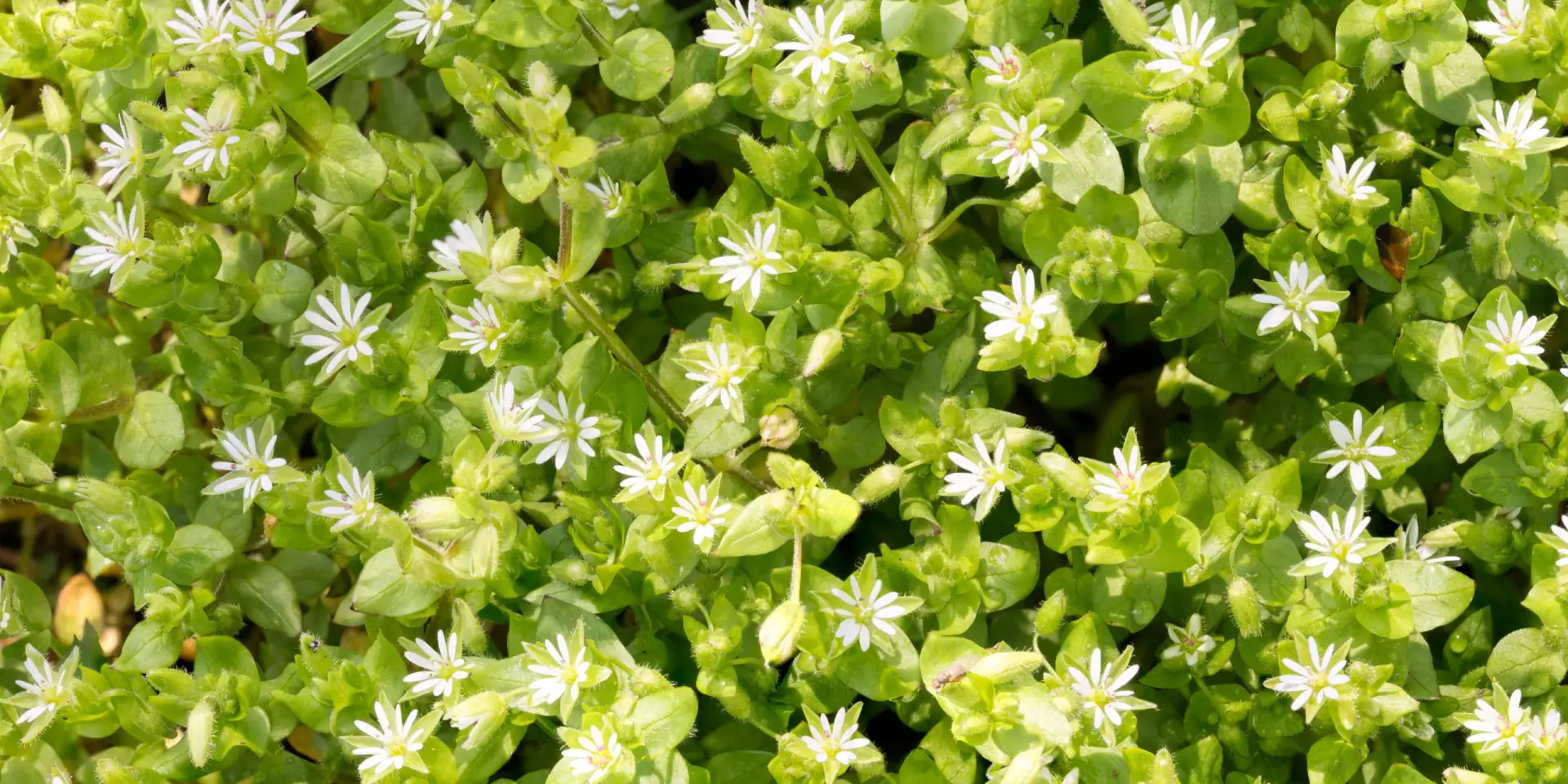 ptacinec-zabinec-rostlinkovo