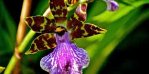zygopetalum-orchidej-rostlinkovo