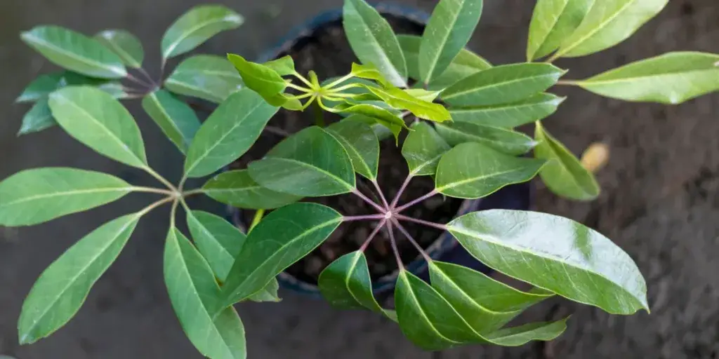 schefflera-pestitelsky-navod-rostlinkovo