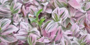 tradescantie-rostlinkovo